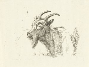 Capra sdraiata da Jan Dasveldt