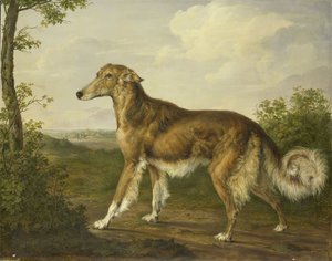 Levriero siberiano
