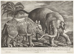 Elefante e rinoceronte da Jan Griffier (I)