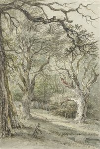 Veduta del bosco da Jan Hulswit