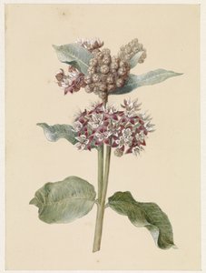 Specie di Asclepias in fiore