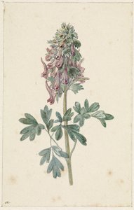 Corydalis bulbosa in fiore da Jan Jacob Goteling Vinnis