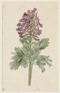 Corydalis bulbosa in fiore da Jan Jacob Goteling Vinnis