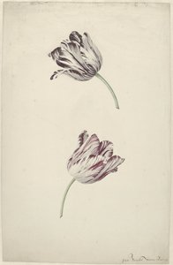 Due tulipani rossi e bianchi da Jan Jansz. van der Vinne