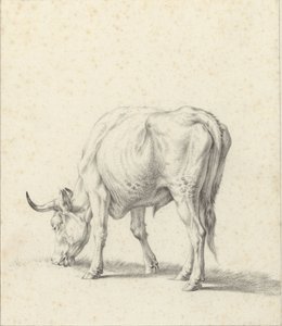 Toro al pascolo da Jan Kobell (II)