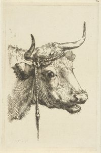 Testa di una mucca da Jan Kobell (II)