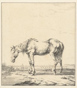 Vecchio cavallo in piedi vicino a un