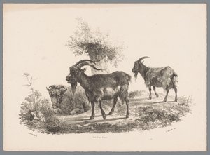 Due capre e una pecora vicino a un albero (Studi di animali di J. Kobell da Paul Potter Nr. 1) da Jan Kobell (III)