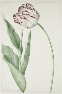 Tulipano Grand Roy de France da Jan Laurensz. van der Vinne