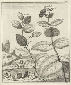 Immagine di due piante persiane da Jan Luyken
