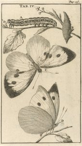Bruchi, crisalidi e farfalle IV