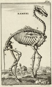 Scheletro di un cammello, c. 1680s