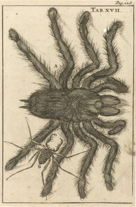 Ragno XVII