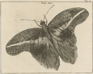 Farfalla gigante del Suriname XIX