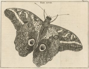 Farfalla gigante del Suriname XVIII
