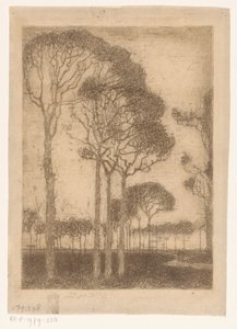 Alberi ai margini dell