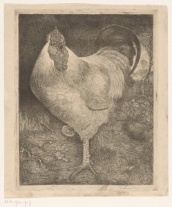 Gallo su una zampa