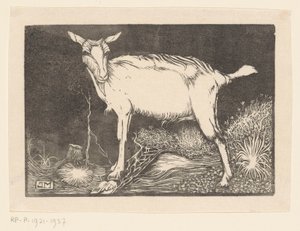 Capra bianca da Jan Mankes