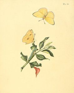 Phoebis sennae (come syn. Papilio hyperici) da Jan Sepp