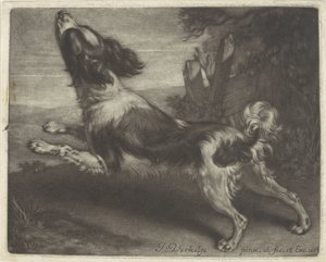 Cane che corre, possibilmente uno spagnolo