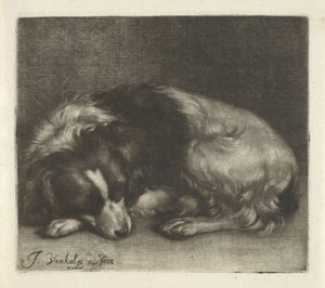 Cane addormentato, probabilmente uno spaniel