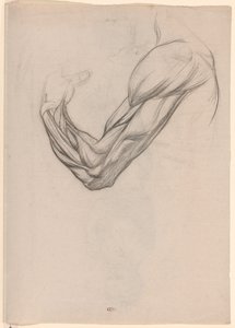 Studio anatomico dei muscoli di un braccio destro da Jan Veth
