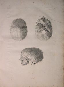 Albinus II, Tav. III, Osso cranico, illustrazione da 