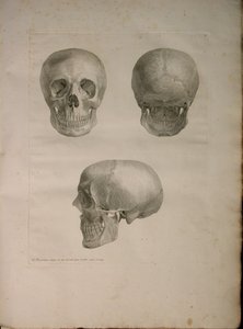 Albinus II, Pl. I, illustrazione da 