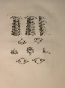 Albinus II, Pl. X: Vertebra cervicale, illustrazione da 