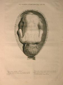 Albinus, Utero, Pl. III, illustrazione da 