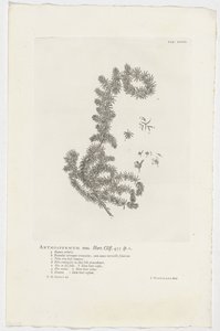 Anthospermum aethiopicum da Jan Wandelaar