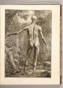 Incisione che raffigura i gruppi muscolari della schiena, 1747 da Jan Wandelaar