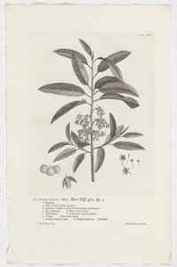 Kiggelaria africana da Jan Wandelaar