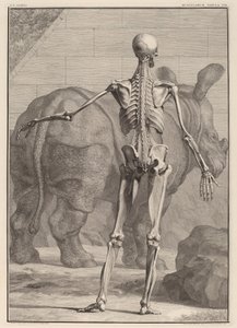 Tabula Musculorum VIII