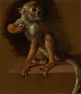 Una scimmia seduta da Jan Baptist Weenix