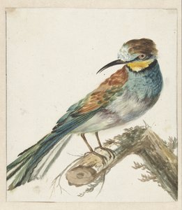 Gruccione (Merops apiaster)