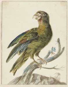 Pappagallino da Jan Baptist Weenix