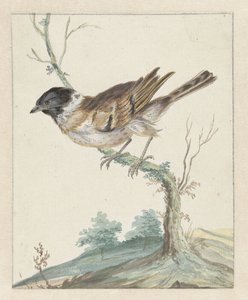 Emberiza schoeniclus (?)