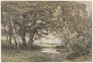Acqua sotto gli alberi alla fine di un bosco