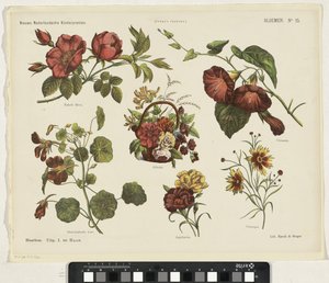 Fiori