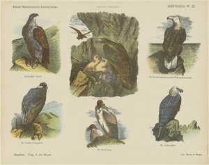 Uccelli rapaci