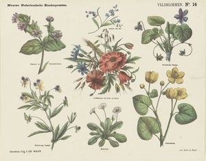 Fiori di campo