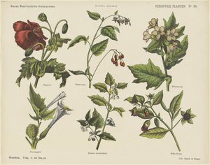 Piante velenose