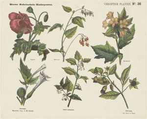 Piante velenose (titolo sull