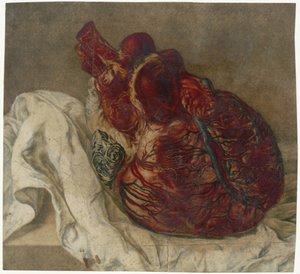 Stampe del cervello e del cuore da Jan l