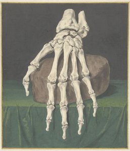 Scheletro di una mano da Jan l