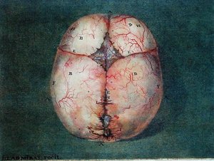 Il cervello, da 