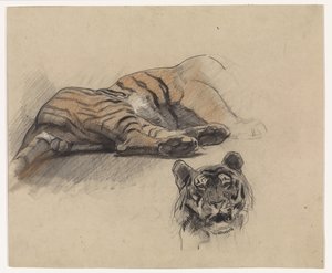 Tigre sdraiata e testa di una tigre