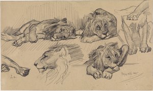 Foglio di studio con leoni da Jan van Essen