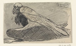 Avvoltoio seduto da Jan van Essen